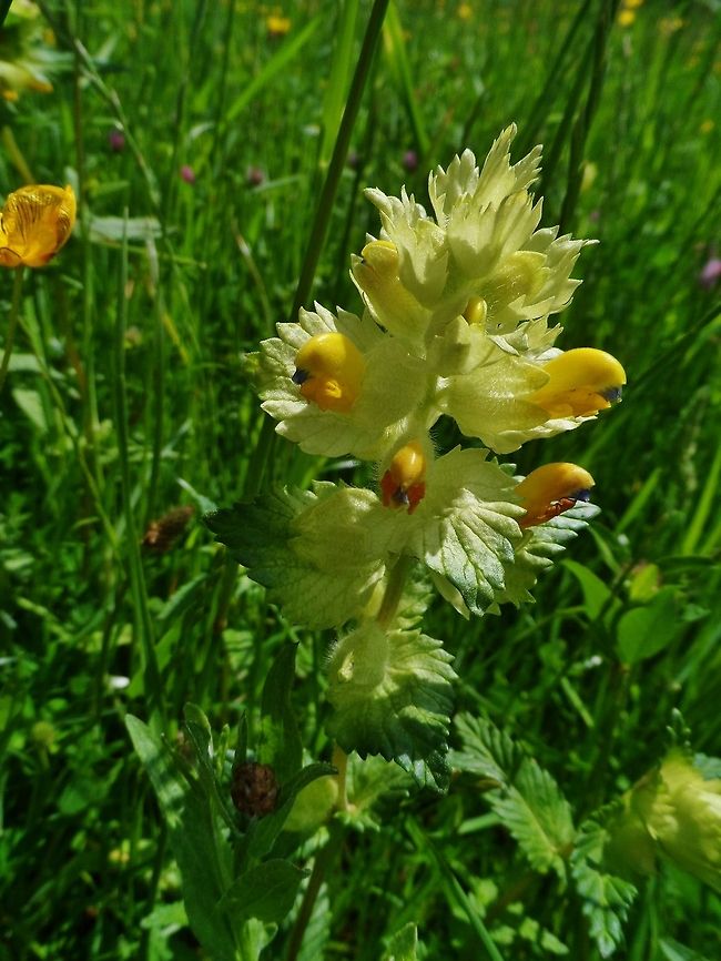 hain-wachtelweizen  Geotagged,Germany,Melampyrum nemorosum,Plants