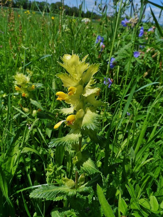 The Yellow rattle, cockscomb Rhinanthus minor Geotagged,Germany,Rhinanthus alectorolophus,Yellow rattle,cockscomb