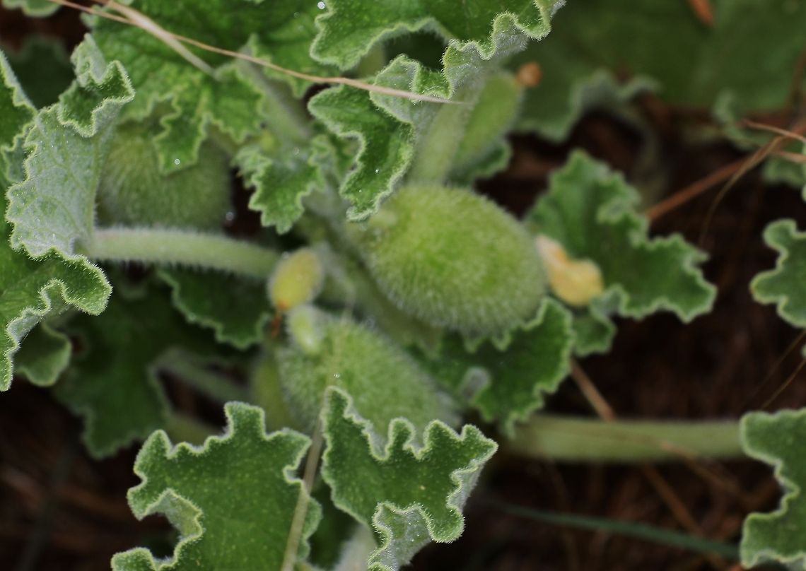 Ecballium elaterium this cubumber is not eatable Ecballium elaterium,Geotagged,Spain,Squirting Cucumber