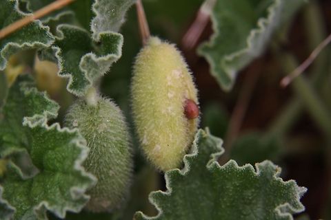 Ecballium elaterium speading the seeds with a kind of explosion Ecballium elaterium,Geotagged,Spain,Squirting Cucumber