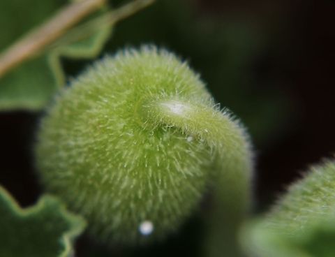 Ecballium elaterium and the liquid is poison Ecballium elaterium,Geotagged,Spain,Spring,Squirting Cucumber