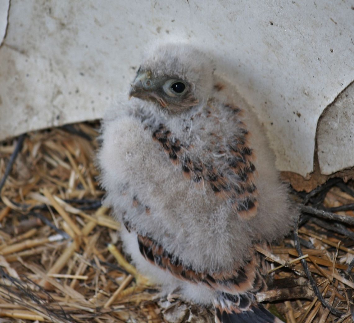 falco tinnunculus  Common Kestrel,Falco tinnunculus,Geotagged,Spain