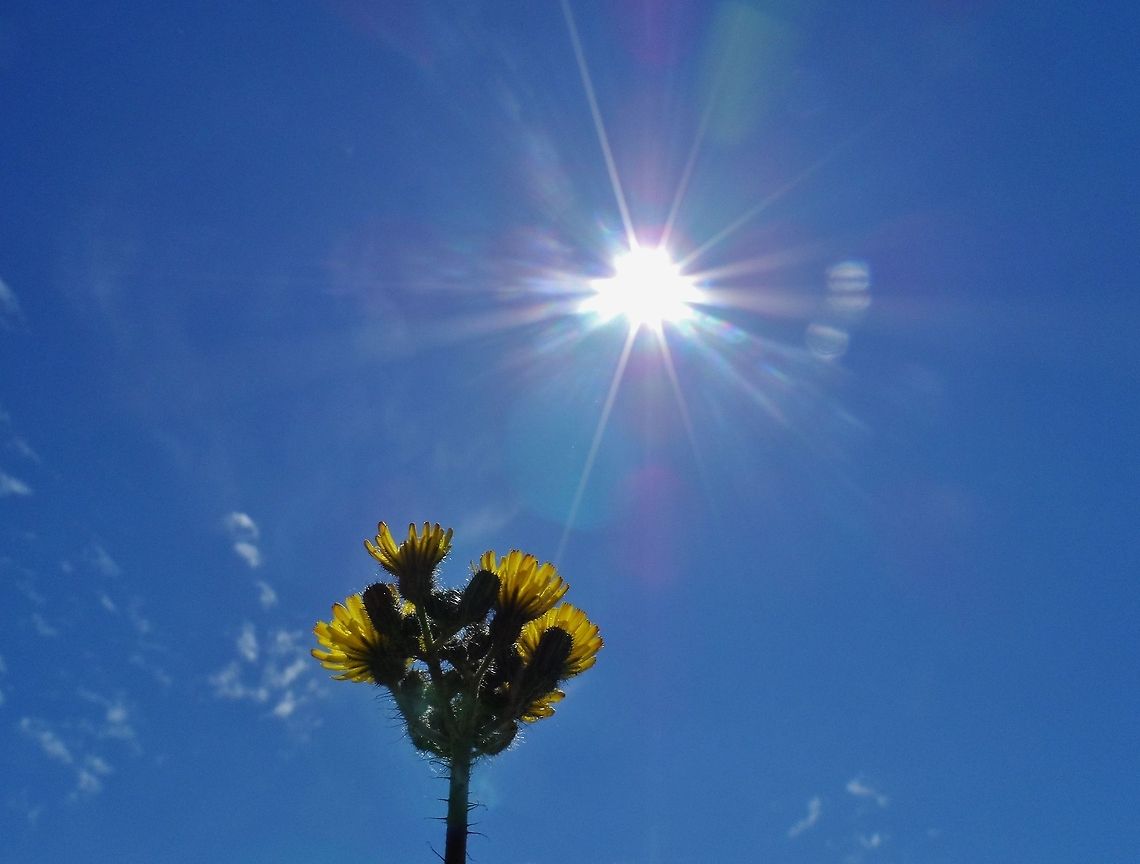 sun  Geotagged,Germany,Hieracium lachenalii,Spring