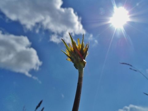 sun  Geotagged,Germany,Spring