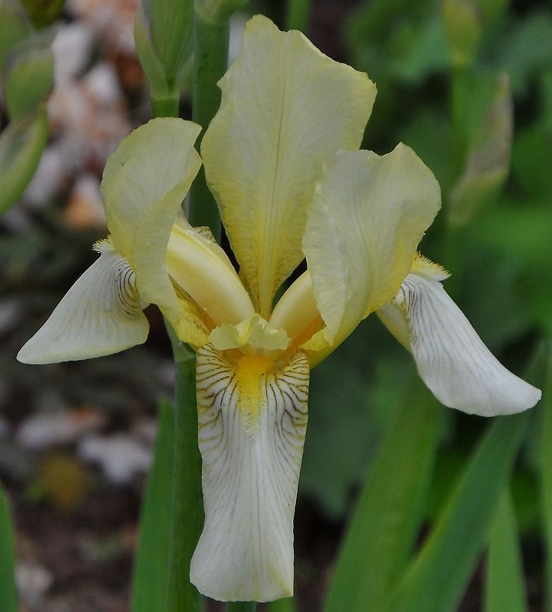 iris, white-yellow  Geotagged,Germany,Iris germanica,Spring