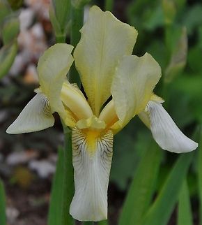 iris, white-yellow  Geotagged,Germany,Iris germanica,Spring