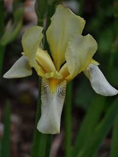 iris, white-yellow  Geotagged,Germany,Iris germanica,Spring