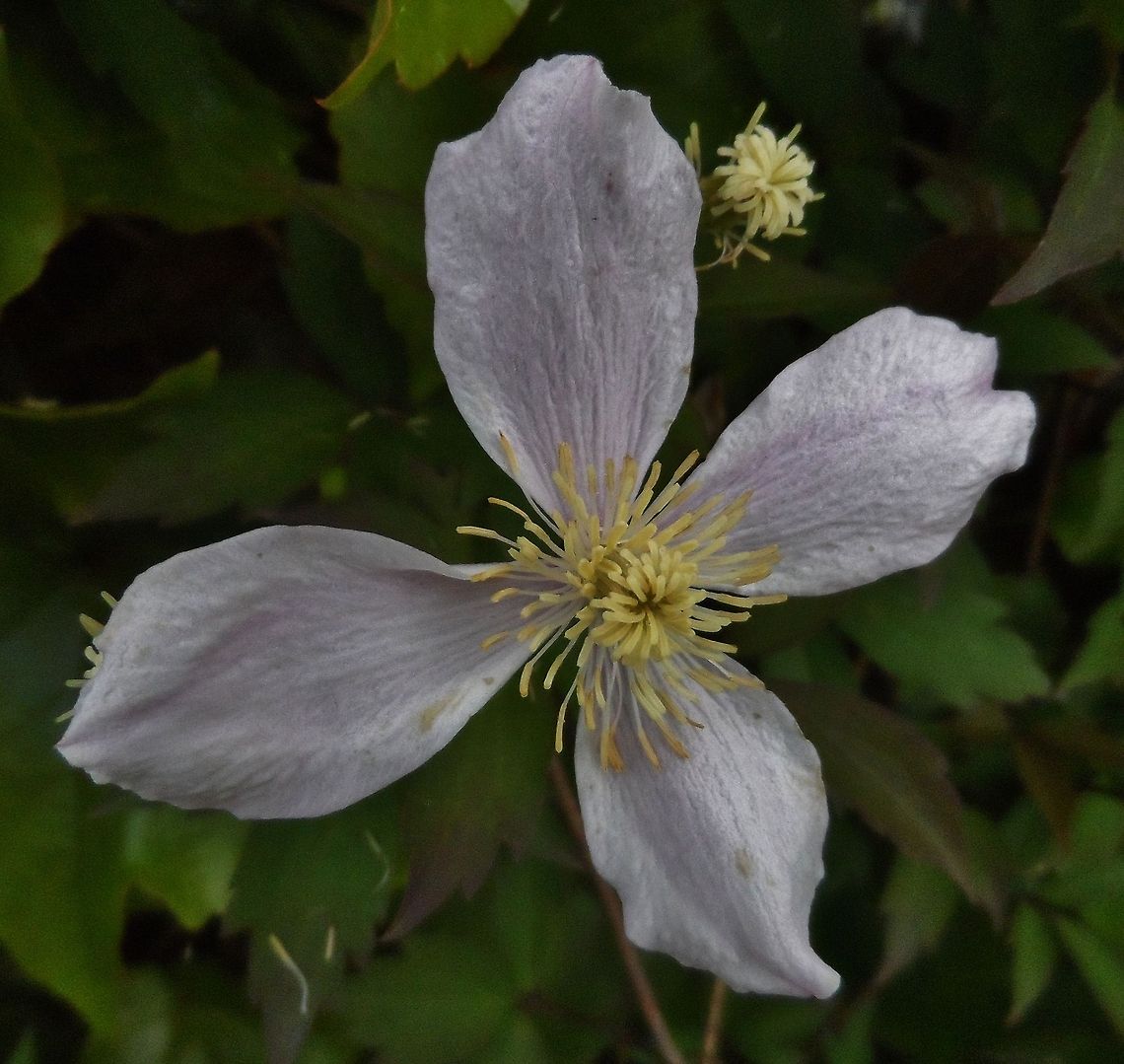 clematis   Anemone Clematis,Clematis montana,Geotagged,Germany,Spring
