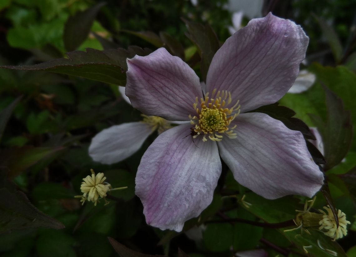 clematis with a spider  Anemone Clematis,Clematis montana,Geotagged,Germany,Spring
