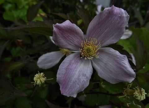 clematis with a spider  Anemone Clematis,Clematis montana,Geotagged,Germany,Spring