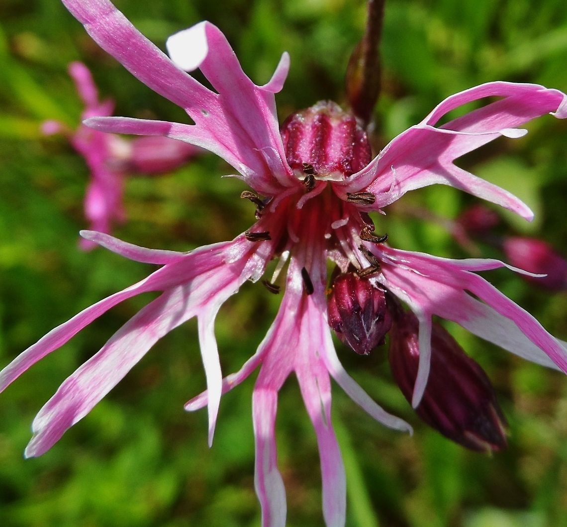 Lychnis flos-cuculi, commonly called Ragged Robin  Geotagged,Germany,Lychnis flos-cuculi,Ragged Robin,Spring