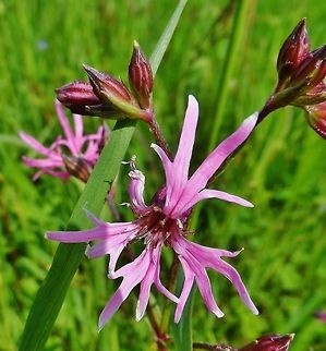 Lychnis flos-cuculi, commonly called Ragged Robin  Geotagged,Germany,Lychnis flos-cuculi,Ragged Robin,Spring