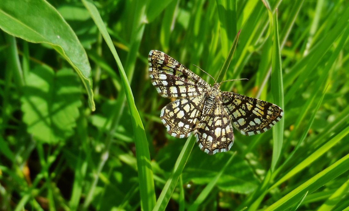 The Latticed Heath  Chiasmia clathrata,Geotagged,Germany,Latticed Heath,Spring