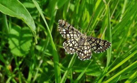 The Latticed Heath  Chiasmia clathrata,Geotagged,Germany,Latticed Heath,Spring