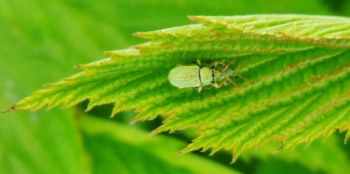 bug, green  Geotagged,Germany,Spring