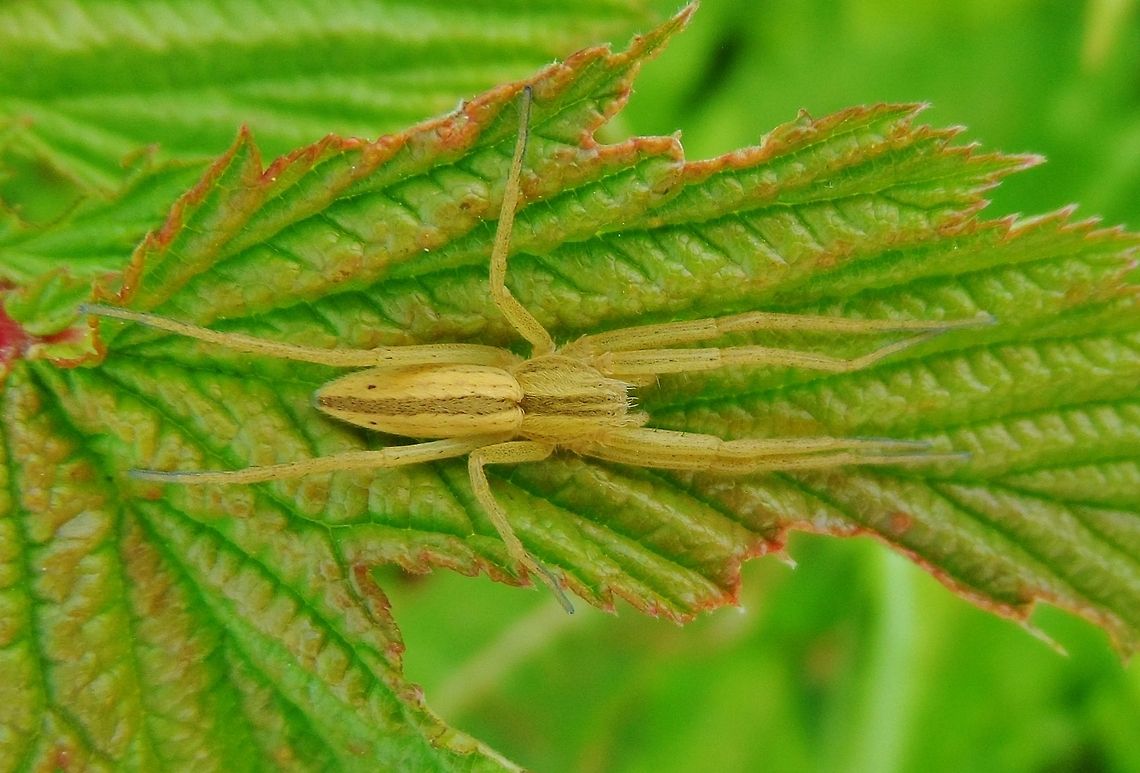 Tibellus oblongus  Geotagged,Germany,Spring,Tibellus oblongus