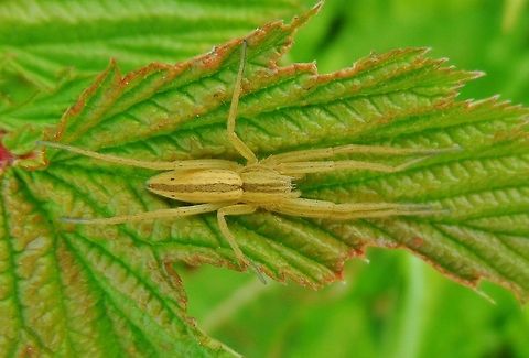 Tibellus oblongus  Geotagged,Germany,Spring,Tibellus oblongus
