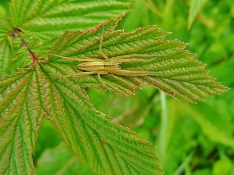 Tibellus oblongus  Geotagged,Germany,Spring,Tibellus oblongus