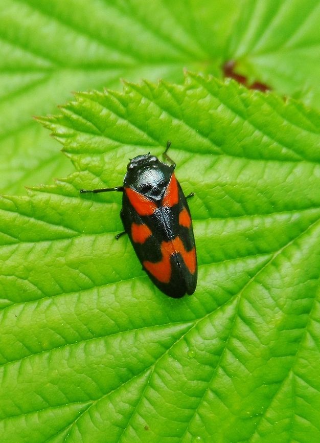 Cercopidae / blutzikade / froghopper /  Cercopis vulnerata,Geotagged,Germany,Spring