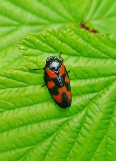 Cercopidae / blutzikade / froghopper /  Cercopis vulnerata,Geotagged,Germany,Spring