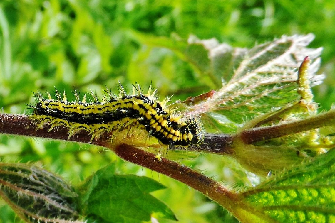 Nymphalis urticae  Aglais urticae,Geotagged,Germany,Small Tortoiseshell,Spring