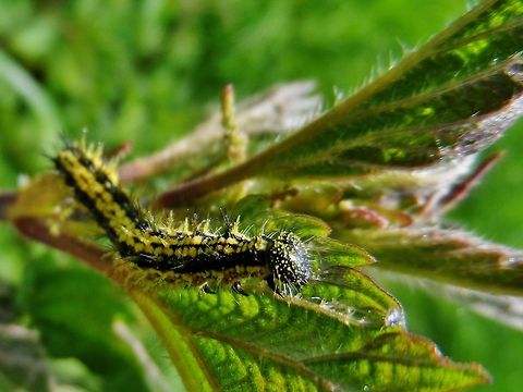 Nymphalis urticae  Aglais urticae,Geotagged,Germany,Small Tortoiseshell,Spring