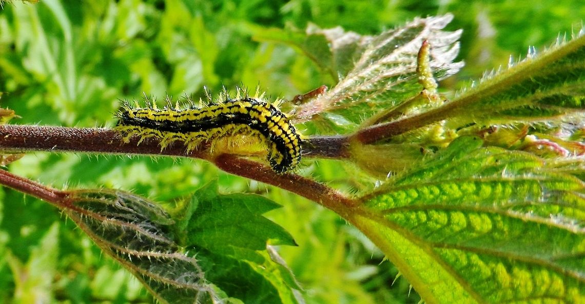 Nymphalis urticae  Aglais urticae,Geotagged,Germany,Small Tortoiseshell,Spring