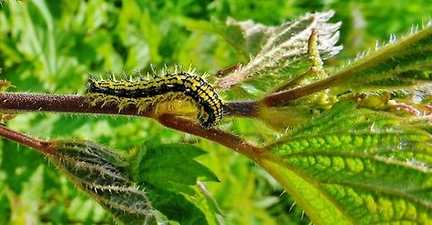 Nymphalis urticae  Aglais urticae,Geotagged,Germany,Small Tortoiseshell,Spring