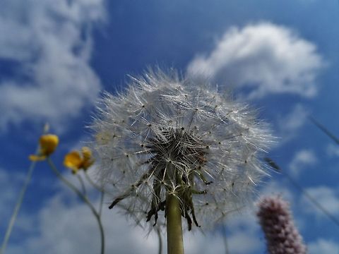 dandelion and buttercups  Dandelion,Geotagged,Germany,Spring,Taraxacum officinale