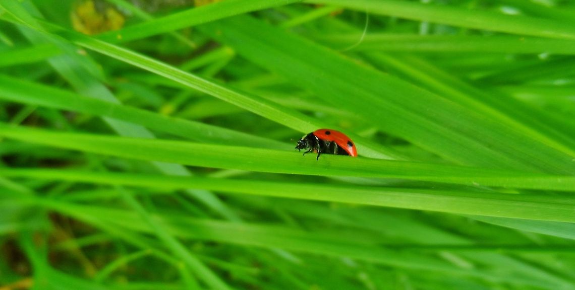 lady bug Lost, without a map. Which road to take?  7-spot Ladybird,Coccinella septempunctata,Geotagged,Germany,Ladybird,Ladybug,Spring