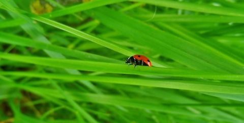 lady bug Lost, without a map. Which road to take?  7-spot Ladybird,Coccinella septempunctata,Geotagged,Germany,Ladybird,Ladybug,Spring