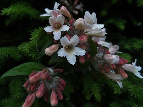 pulmonaria officinalis with a fly  Geotagged,Germany,Pulmonaria officinalis,Spring