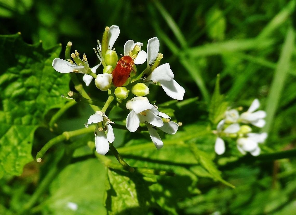 attagenus  Geotagged,Germany,Spring,beetle,insect