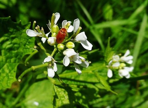 attagenus  Geotagged,Germany,Spring,beetle,insect