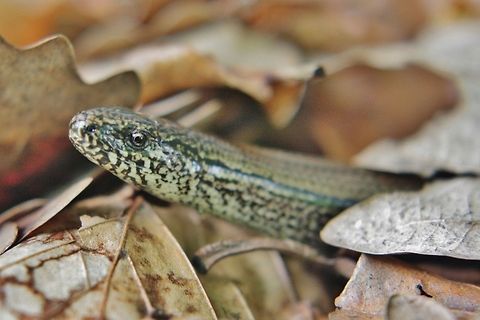 blindworm I aammm jussssst toooo currriouusssss Anguis fragilis,Geotagged,Germany,Spring