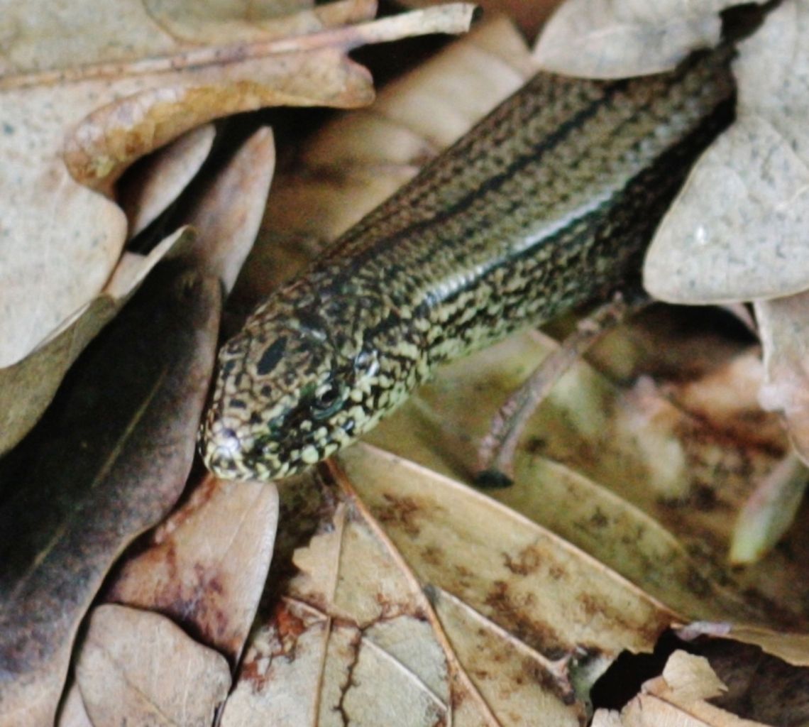 blindworm  Anguis fragilis,Geotagged,Germany