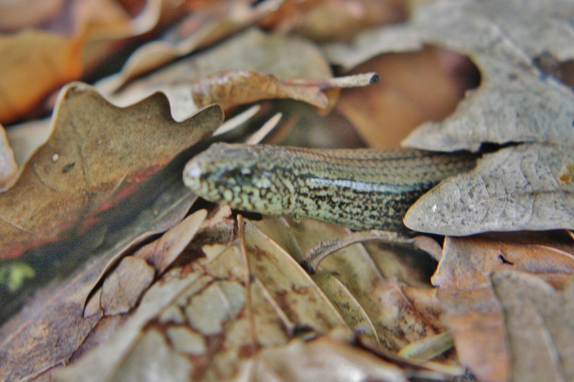 blindworm  Anguis fragilis,Geotagged,Germany
