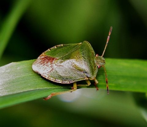 gruene stinkwanze - green stink bug  Geotagged,Germany,Green shield bug,Palomena prasina,Spring
