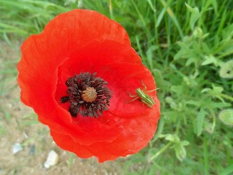 grashopper on poppy  Geotagged,Germany,Papaver rhoeas,Spring