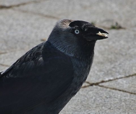 jackdaw  Coloeus monedula,Geotagged,Germany,Spring,Western Jackdaw