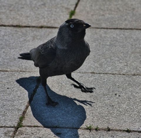 jackdaw  Coloeus monedula,Geotagged,Germany,Spring,Western Jackdaw