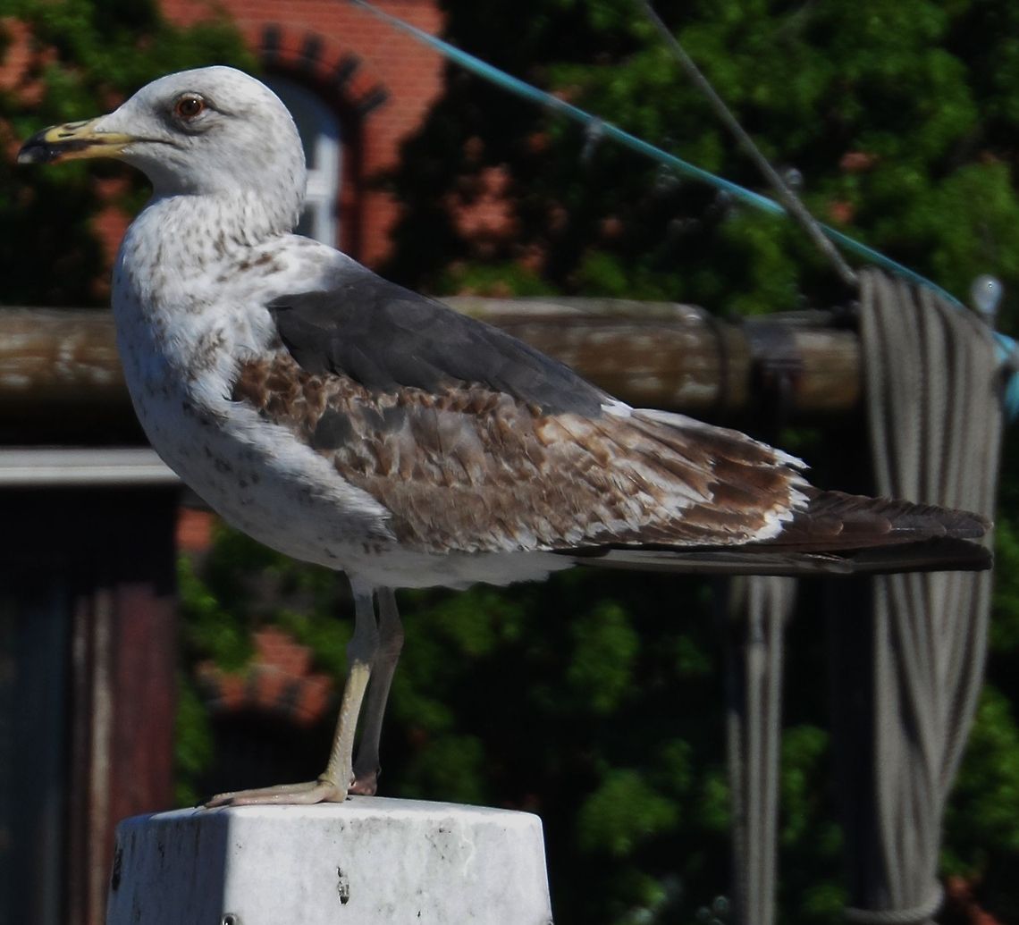seagull  Geotagged,Germany,Great black-backed gull,Larus marinus,Spring
