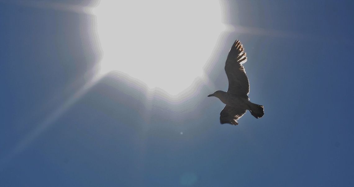 seagull  Geotagged,Germany,Spring