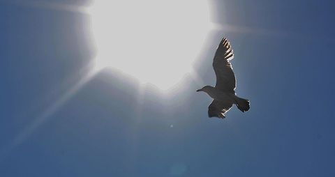 seagull  Geotagged,Germany,Spring