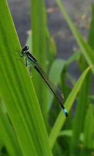 dragonfly  Blue-tailed Damselfly,Geotagged,Germany,Ischnura elegans,Spring,damselfly