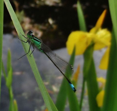 dragonfly  Blue-tailed Damselfly,Geotagged,Germany,Ischnura elegans,Spring,damselfly