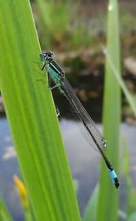 damselfly  Blue-tailed Damselfly,Geotagged,Germany,Ischnura elegans,Spring