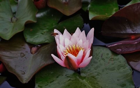 Lotus lotus and lotus effect Geotagged,Germany,Indian lotus,Nelumbo nucifera,Spring