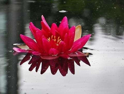 Lotus lotus
 Geotagged,Germany,Spring