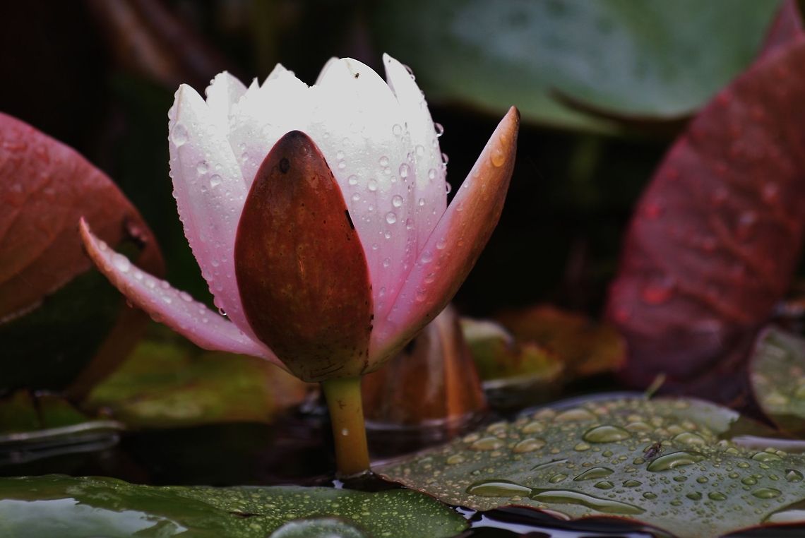 Lotus lotus Geotagged,Germany,Spring